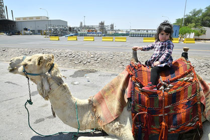 Little girl riding a camel celebrate International-Family-Day in Jordan Bromine company